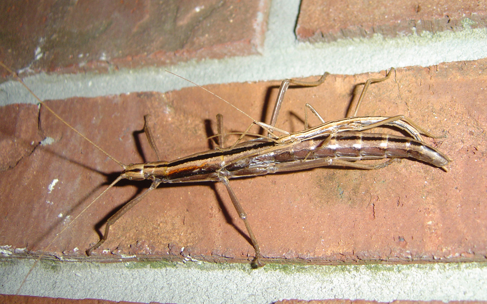 A gallery of Florida insects r/floridanature